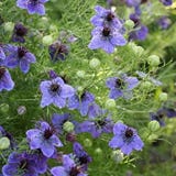 Jora Dahl Nigela &bdquo;Midnight&ldquo; Nigella hispanica