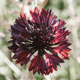 Jora Dahl Centaurea Cyanus - Fiordaliso Black Ball - 1 conf.