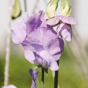 Lathyrus Odoratus - Pisello Odoroso Elegance Lavender - 1 conf.