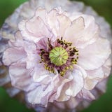 Jora Dahl Papoula "Amazing Grey" Papaver rhoeas