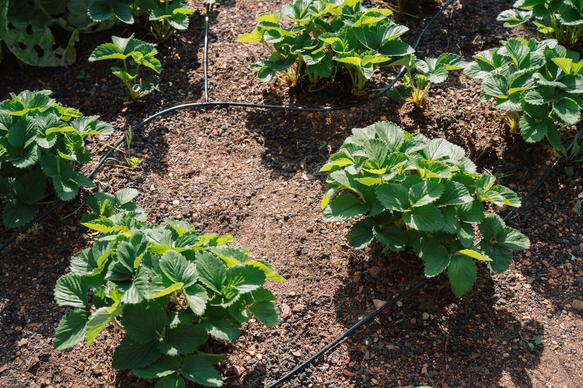 Vegetable & Flower Beds Basic Irrigation Set 