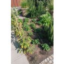 Vegetable & Flower Beds Basic Irrigation Set 