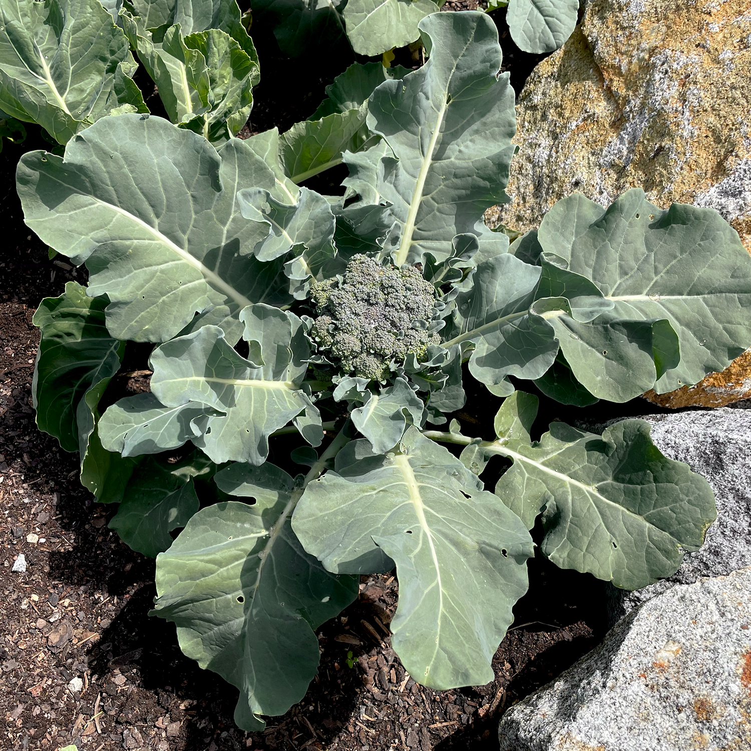 Samen Maier Brocoli Bio 