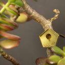 Botanopia Mini Bird House for Plants - 1 item