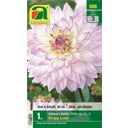 AUSTROSAAT Dahlia- Cactus 