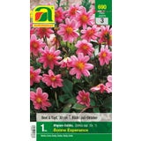 AUSTROSAAT  "Bonne Esperance" Mignon Dahlia