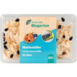 Andermatt Biogarten Marienkäfer Adulte