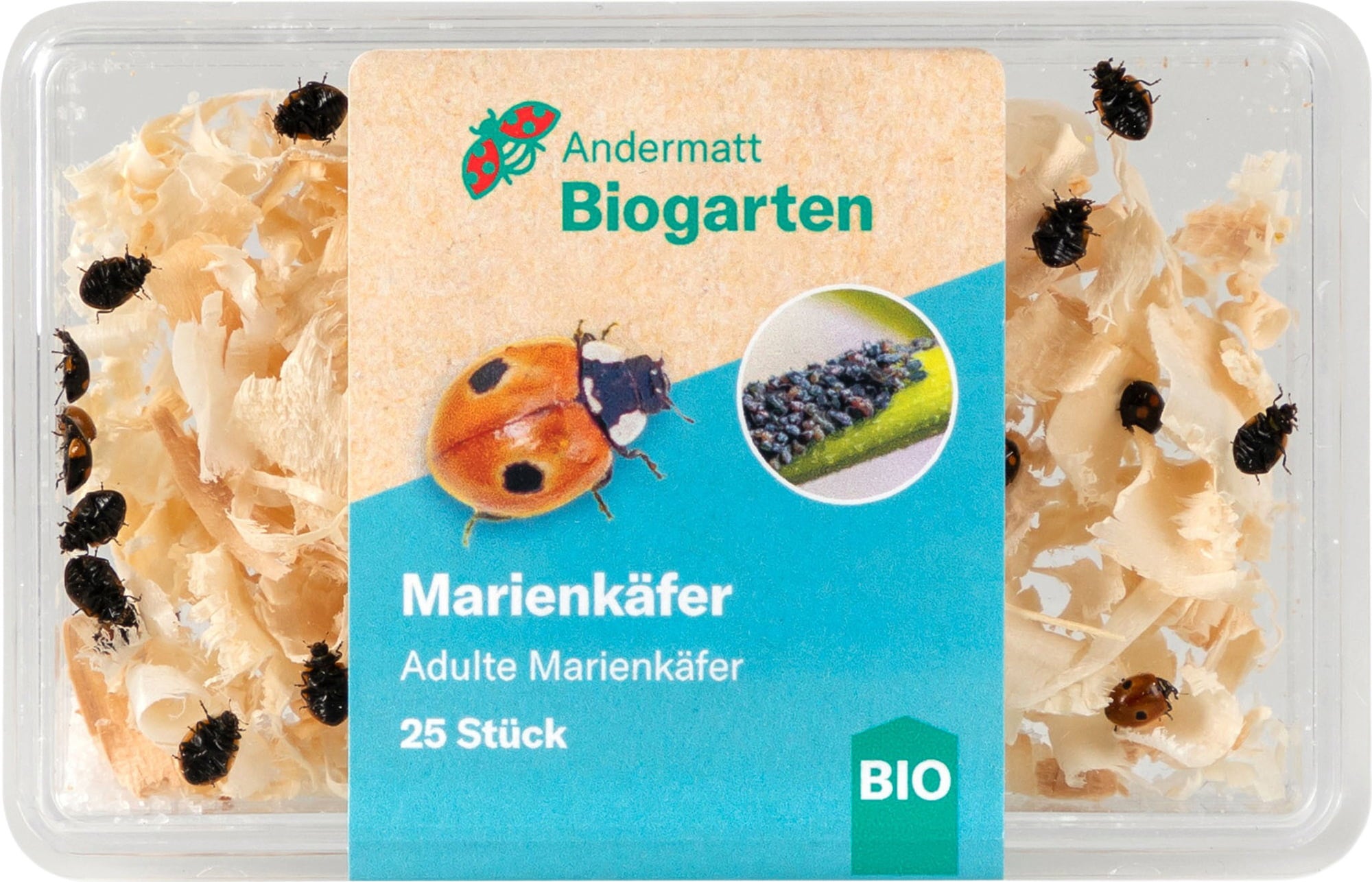 Andermatt Biogarten Marienkäfer Adulte - 25 Stück