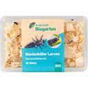 Andermatt Biogarten Ladybird Larvae - 30 items