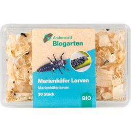 Andermatt Biogarten Marienkäfer Larven