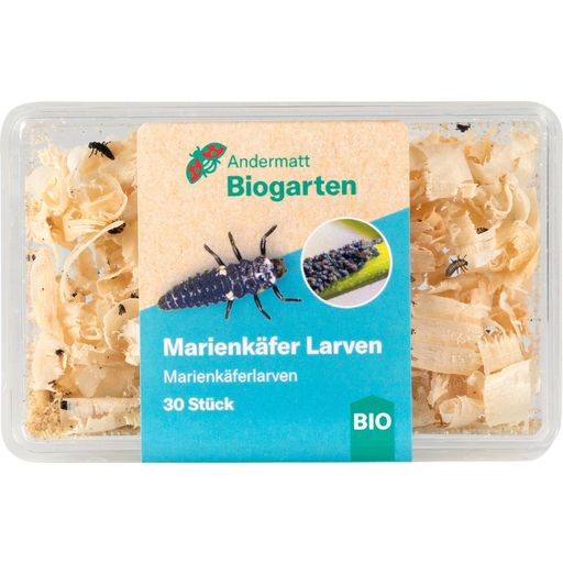 Andermatt Biogarten Marienkäfer Larven - 30 Stück