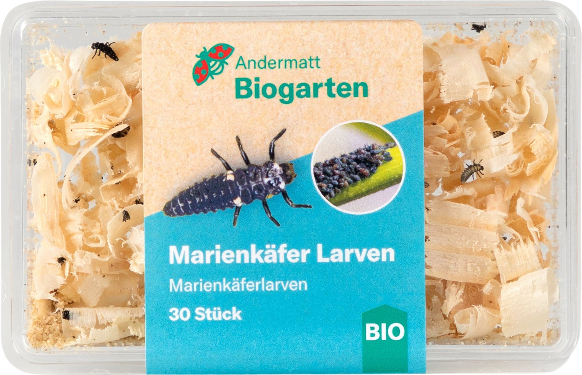 Andermatt Biogarten Ladybird Larvae