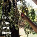 Magic Garden Seeds Graines d'Herbes Médicinales