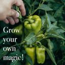 Magic Garden Seeds Groentezaden - Gekleurde Soorten