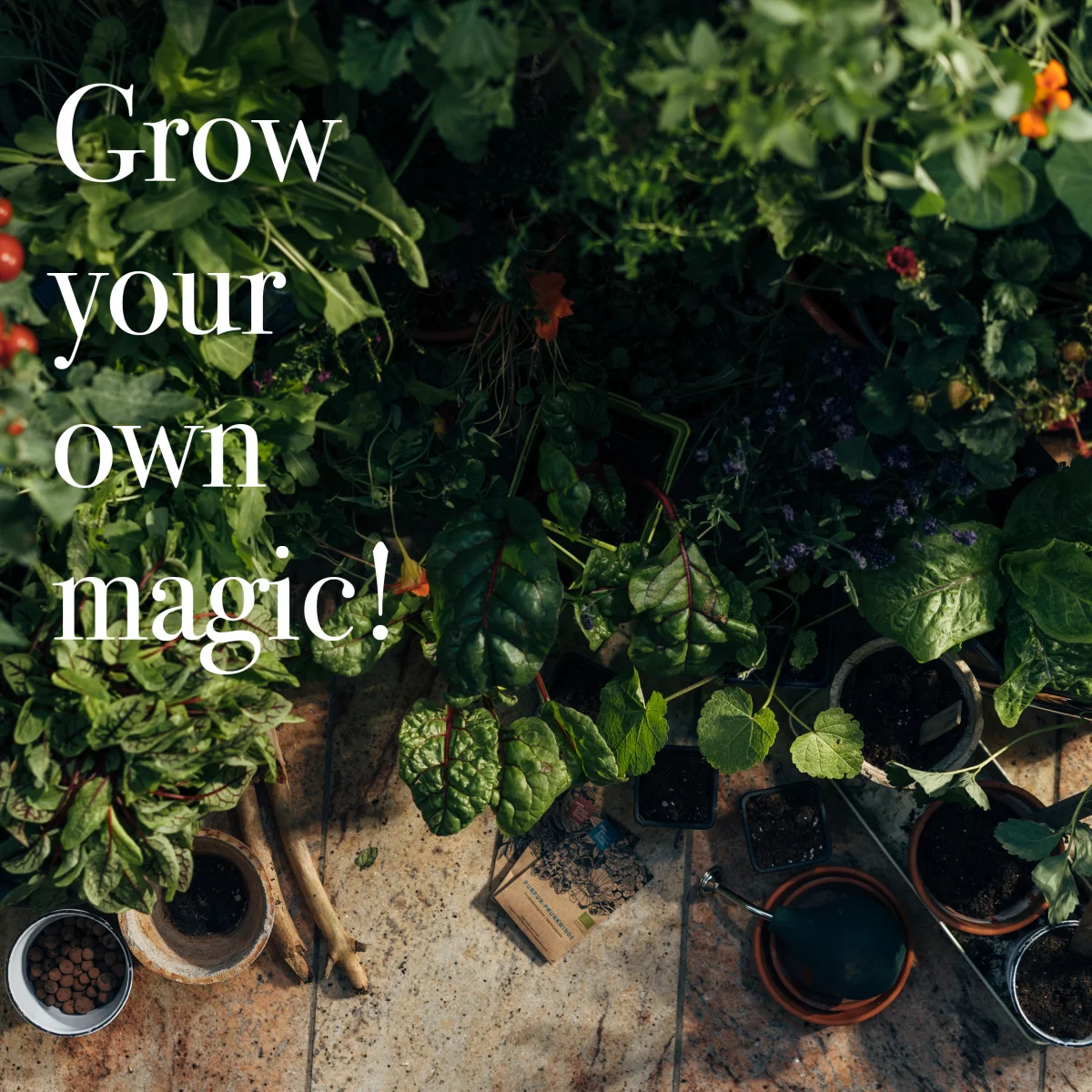 Magic Garden Seeds Graines de Légumes - Variétés Anciennes