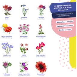 Semillas de flores - Silvestres y coloridas
