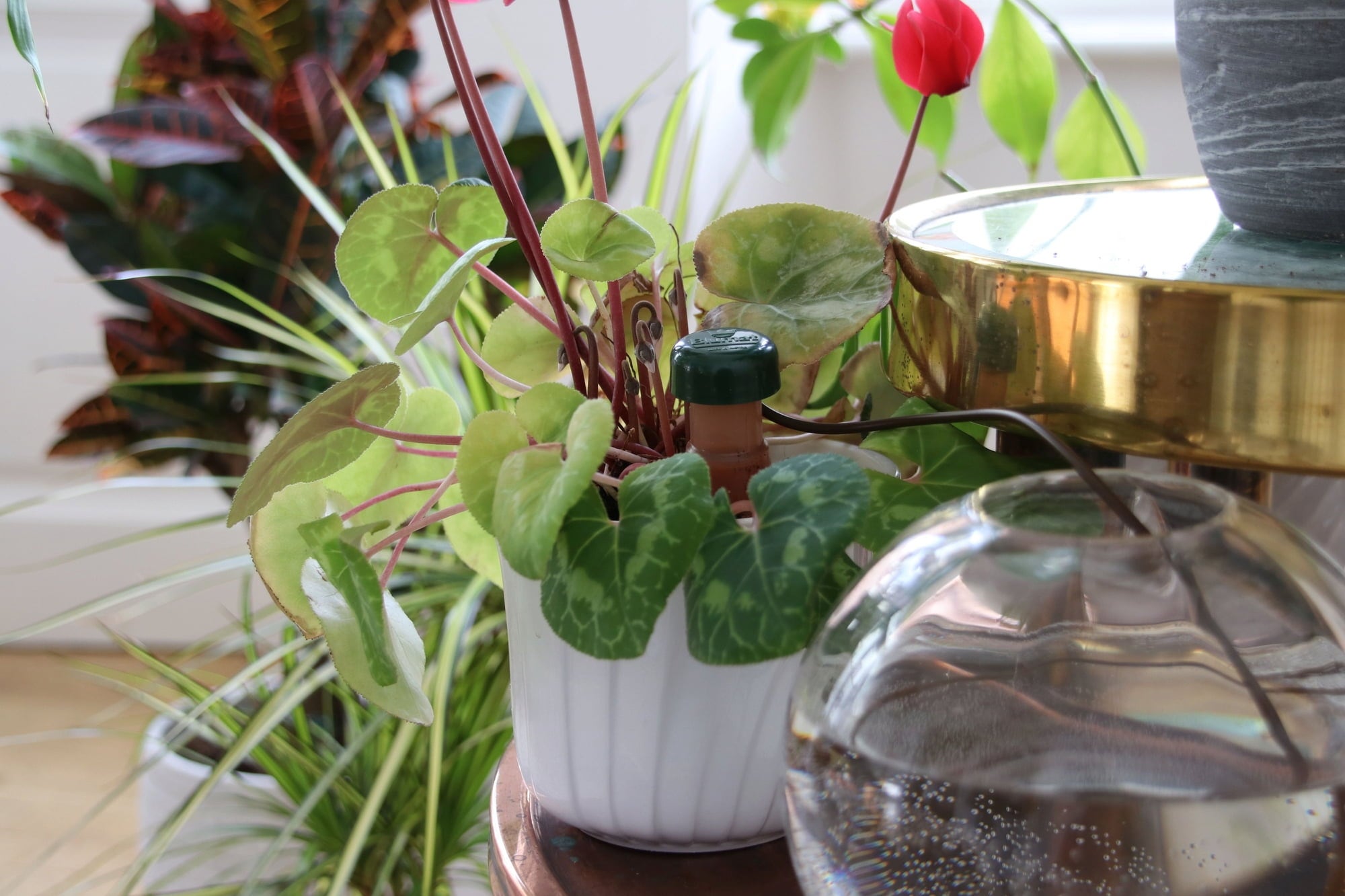 Blumat Classic - Pour Plantes d'Intérieur | Pack - 3 pièces