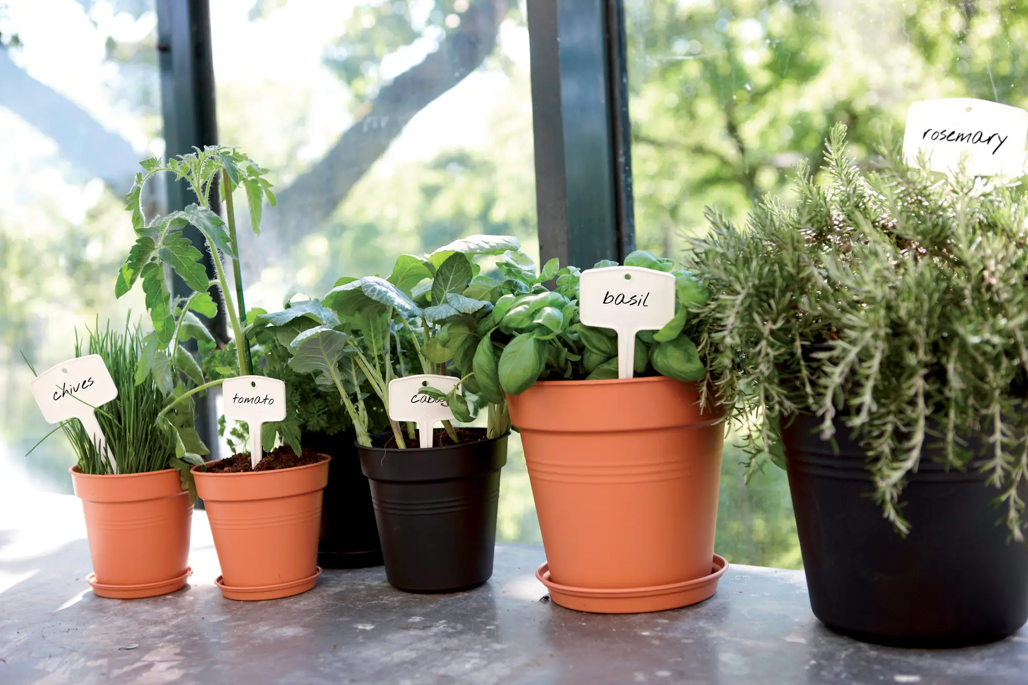 green basics lonec za gojenje 