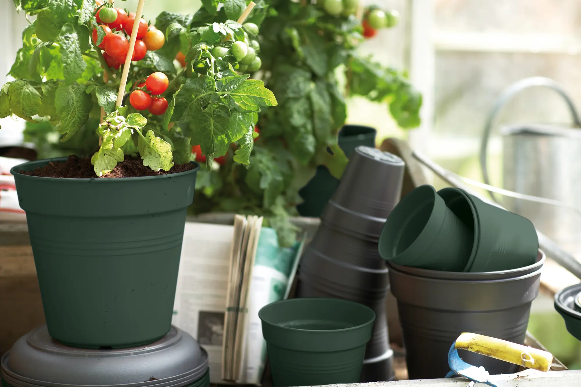 green basics lonec za gojenje 
