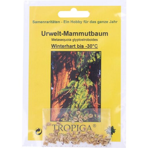 TROPICA Urwelt-Mammutbaum - 1 Pkg