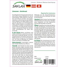 Saflax Mexikói izsópfű