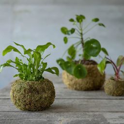 Esschert Design Kokedama Bol - M