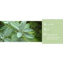 Sprout Lápiz con Semillas - Salvia