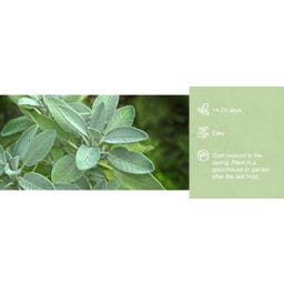Sprout Lápiz con Semillas - Salvia