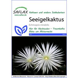 Saflax Zeeëgelcactus