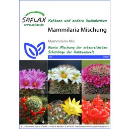 Saflax Mammillaria - Mélange 