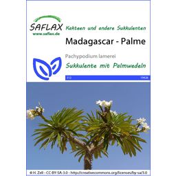Saflax Madagaszkár - Pálma