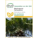 Saflax Pahljačasta palma Washingtonia 
