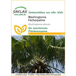 Saflax Mexická palma