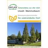 Saflax Urwelt - Mammutbaum