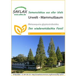 Saflax Urwelt - Mammutbaum