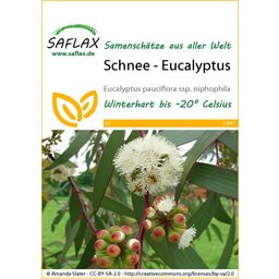 Saflax Kisvirágú havasi eukaliptusz