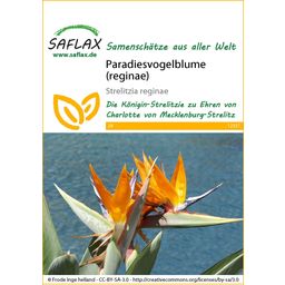 Saflax Paradiesvogelblume (reginae)