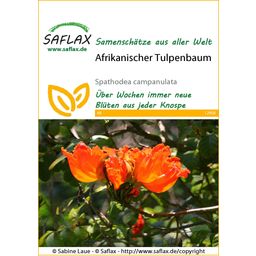 Saflax Afrikaanse Tulpenboom