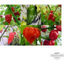 Magic Garden Seeds De Heetste Pepers ter Wereld - Zaadset - Cadeauset