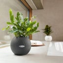 Lechuza PURO Table Planter Color 20 - Slate Grey