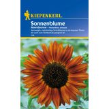 Kiepenkerl Sunflower- "Evening Sun"
