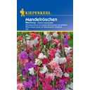 Kiepenkerl Mandelröschen-Mischung - 1 Pkg