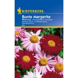 Kiepenkerl Colourful Chrysanthemums - 1 Pkg