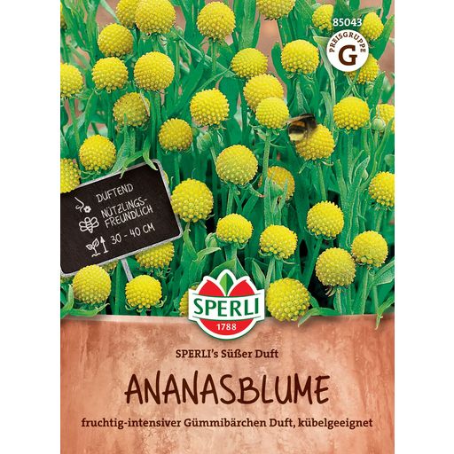 Ananasblume "Sperli's Süßer Duft"