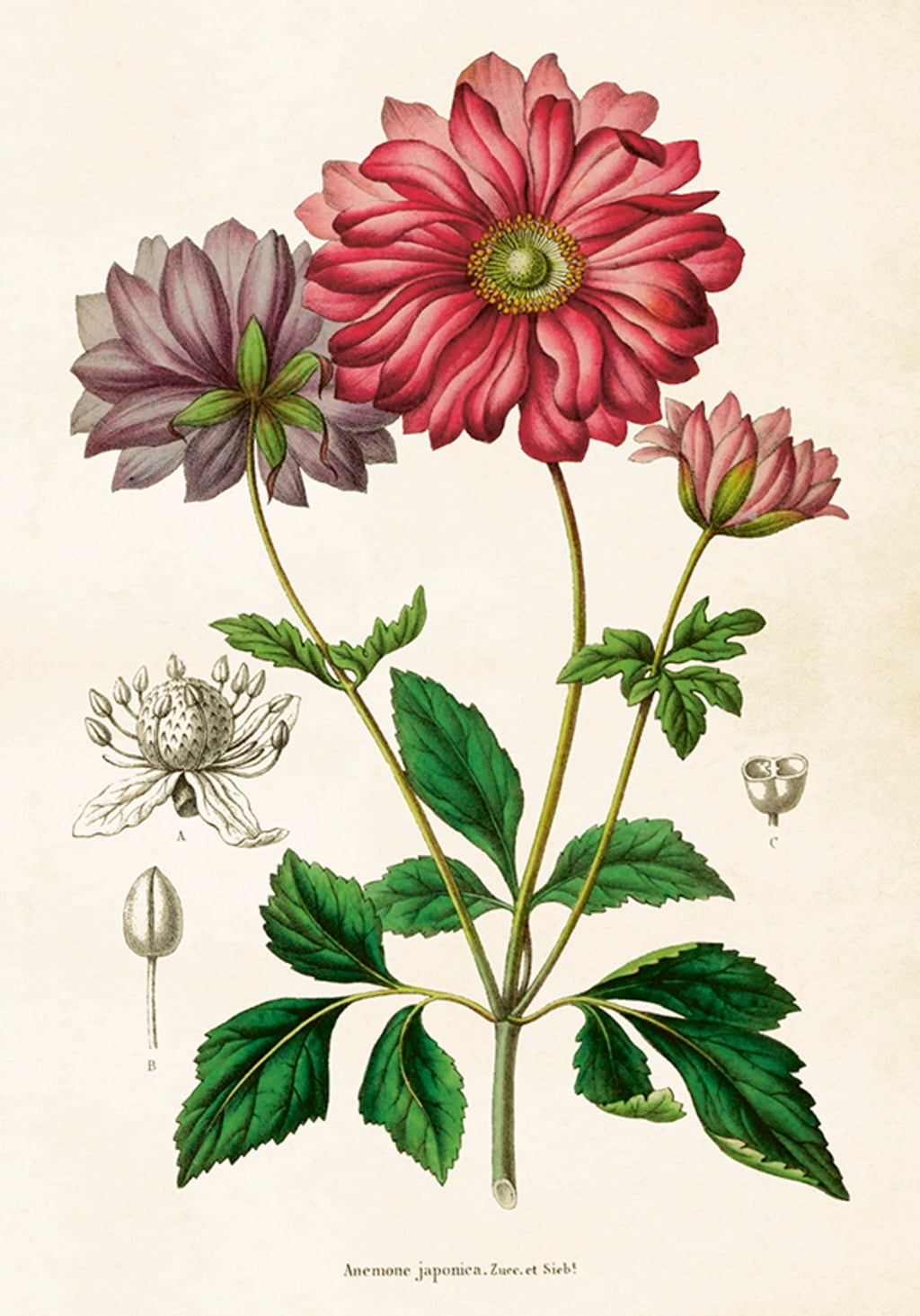 Sköna Ting Poster N° 595 - 35 x 50 cm