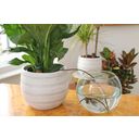 Blumat for Indoor Plants - Classic
