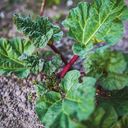 Own Grown Semences de Rhubarbe