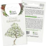 Own Grown Saatgut "Schnee-Eukalyptus"