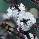 Own Grown Semences d'Eucalyptus Pauciflora