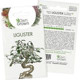 Own Grown Nasiona "Ligustr pospolity"